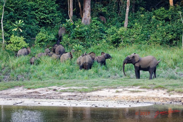 055 MOUPIA 10 Bai 1 Elephants Groupe 22 Pachydermes Attente 17E5K3IMG_123835_DxOwtmk.jpg