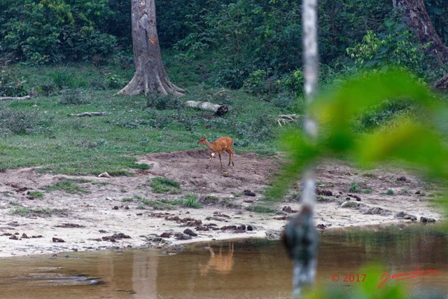 061 MOUPIA 11 Mammalia Artiodactyla Bovidae Guib Harnache Tragelaphus phaleratus 17E5K3IMG_123902_DxOawtmk.jpg