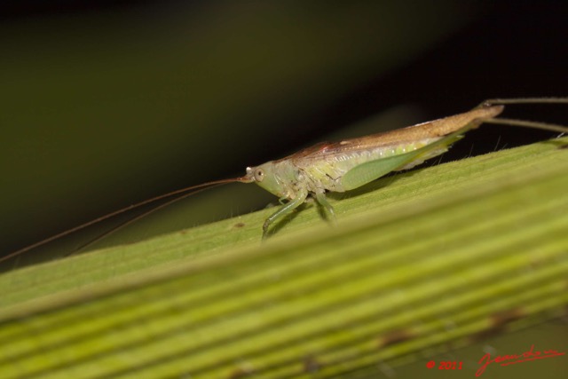 019 BELINGA Insecte Orthoptere Sauterelle 11E50IMG_32533wtmk.jpg