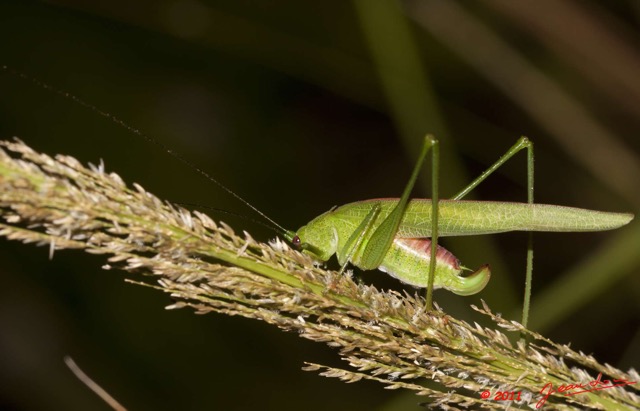 020 BELINGA Insecte Orthoptere Sauterelle 11E50IMG_32535wtmk.jpg