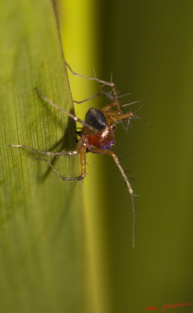 021 BELINGA Araignee 46 11E50IMG_32538wtmk.jpg