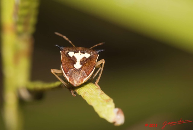 022 BELINGA Insecte Heteroptere Punaise 11E50IMG_32540wtmk.jpg