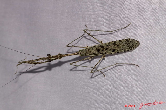 023 BELINGA Insecte Dictyoptere 11E50IMG_32541wtmk.jpg