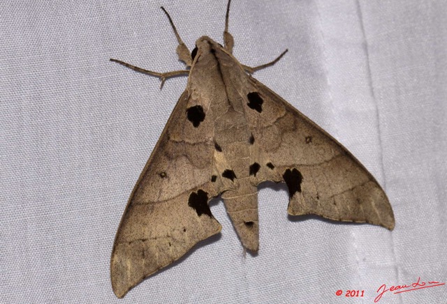 024 BELINGA Insecte Heterocere Sphingidae 11E50IMG_32542wtmk.jpg