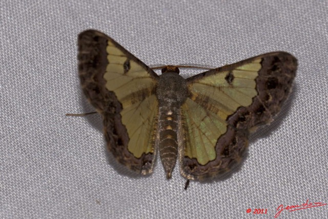 025 BELINGA Insecte Heterocere Geometridae 11E50IMG_32543wtmk.jpg