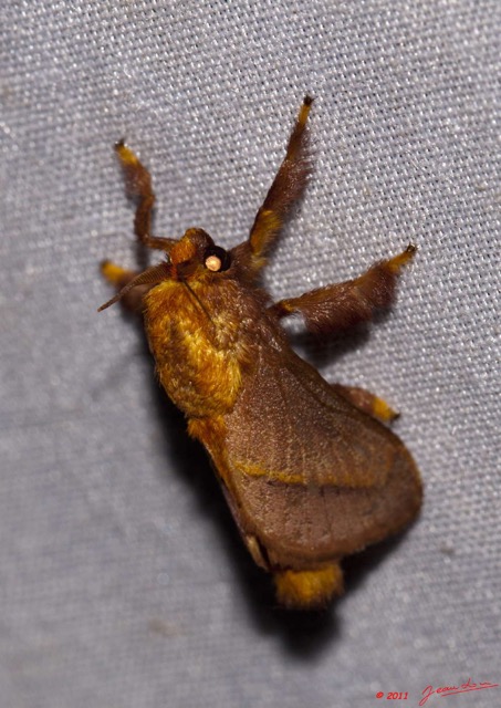 026 BELINGA Insecte Heterocere Limacodidae 11E50IMG_32544wtmk.jpg