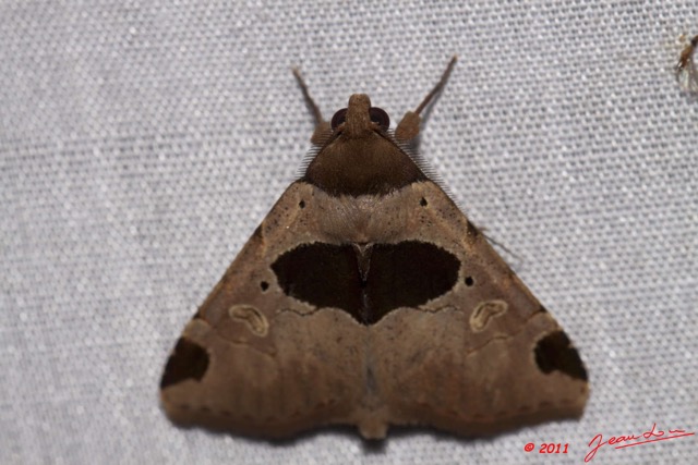 027 BELINGA Insecte Heterocere Noctuidae 11E50IMG_32545wtmk.jpg