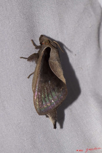 028 BELINGA Insecte Heterocere Lasiocampidae 11E50IMG_32546wtmk.jpg