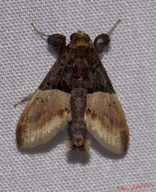 029 BELINGA Insecte Heterocere 11E50IMG_32548wtmk.jpg