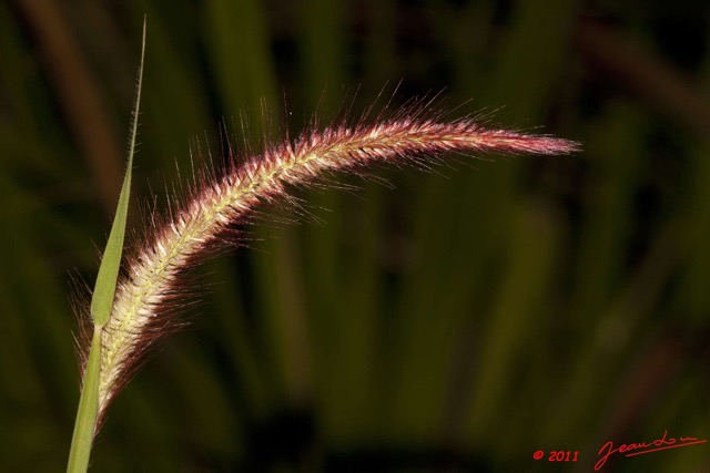 030 BELINGA Plante Graminee 11E50IMG_32550wtmk.jpg