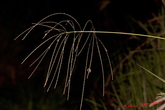 031 BELINGA Plante 11E50IMG_32552wtmk.jpg