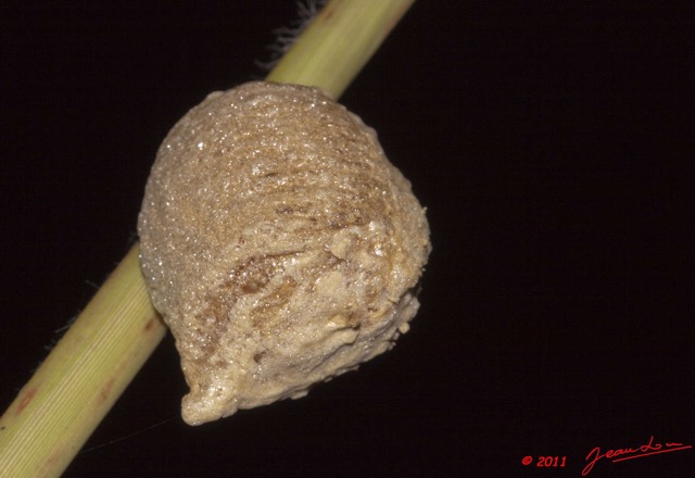 032 BELINGA Insecte Dictyoptere Cocon 11E50IMG_32553wtmk.jpg