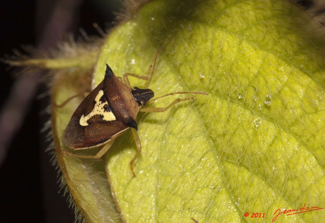 033 BELINGA Insecte Heteroptere Punaise 11E50IMG_32559wtmk.jpg