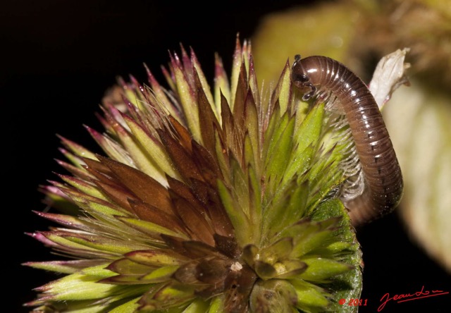 034 BELINGA Myriapode 11E50IMG_32562wtmk.jpg