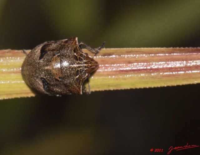 036 BELINGA Insecte Heteroptere Punaise 11E50IMG_32566wtmk.jpg