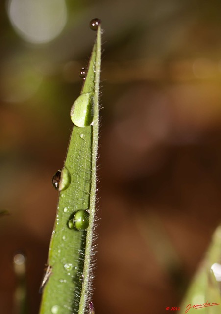 037 BELINGA Feuille et Rosee du Matin 11E50IMG_32569wtmk.jpg
