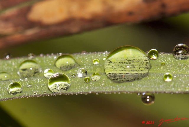 038 BELINGA Feuille et Rosee du Matin 11E50IMG_32572wtmk.jpg