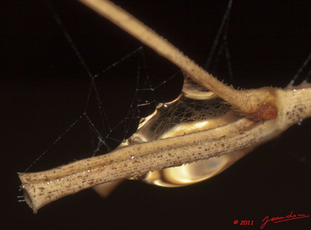 039 BELINGA Toile Araignee et Rosee du Matin 11E50IMG_32574wtmk.jpg