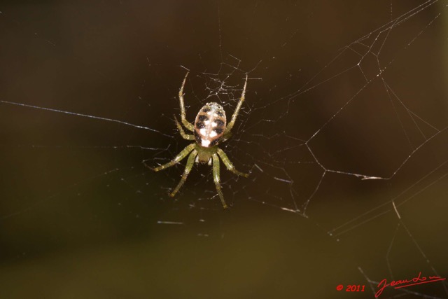 040 BELINGA Araignee 47 11E50IMG_32580wtmk.jpg