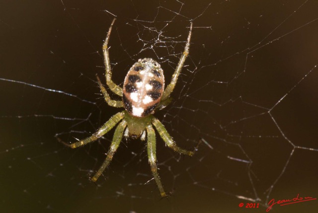 041 BELINGA Araignee 47 11E50IMG_32580awtmk.jpg