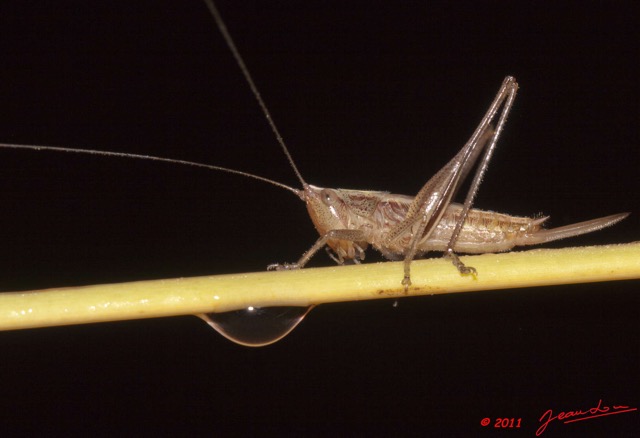 042 BELINGA Insecte Orthoptere Sauterelle 11E50IMG_32582wtmk.jpg