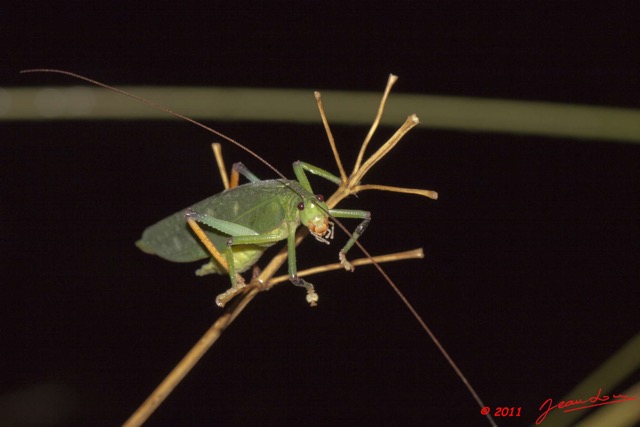 043 BELINGA Insecte Orthoptere Sauterelle 11E50IMG_32584wtmk.jpg