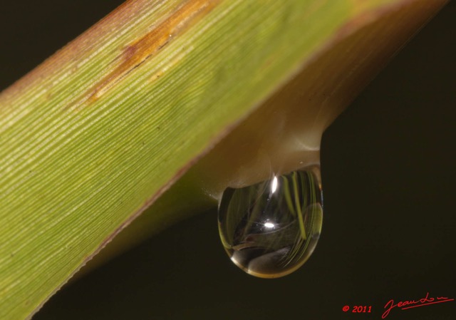 044 BELINGA Goutte Eau apres la Pluie 11E50IMG_32587wtmk.jpg