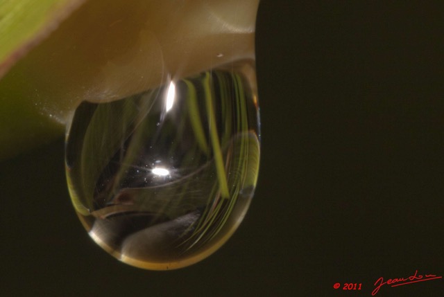 045 BELINGA Goutte Eau apres la Pluie 11E50IMG_32587awtmk.jpg