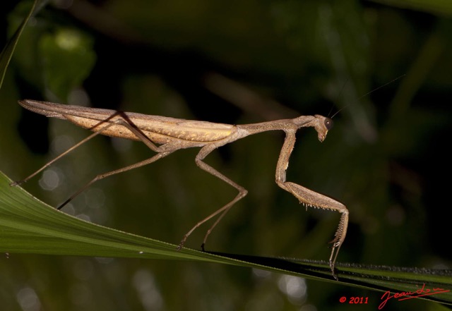 046 BELINGA Insecte Dictyoptere Mante 11E50IMG_32589wtmk.jpg
