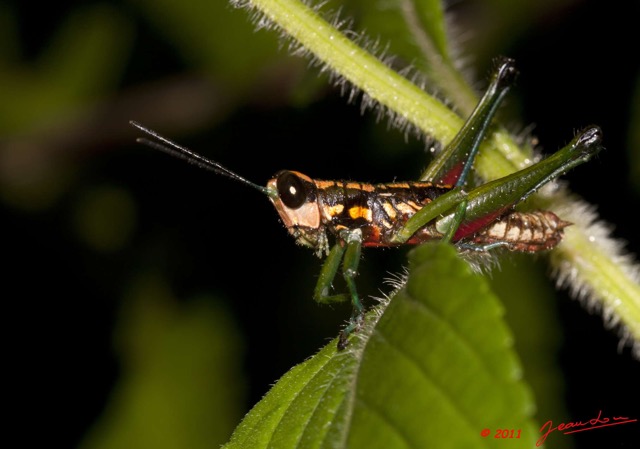 047 BELINGA Insecte Orthoptere Sauterelle Juvenile 11E50IMG_32590wtmk.jpg