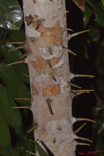 048 BELINGA Arbre Tronc et Epines 11E50IMG_32592wtmk.jpg