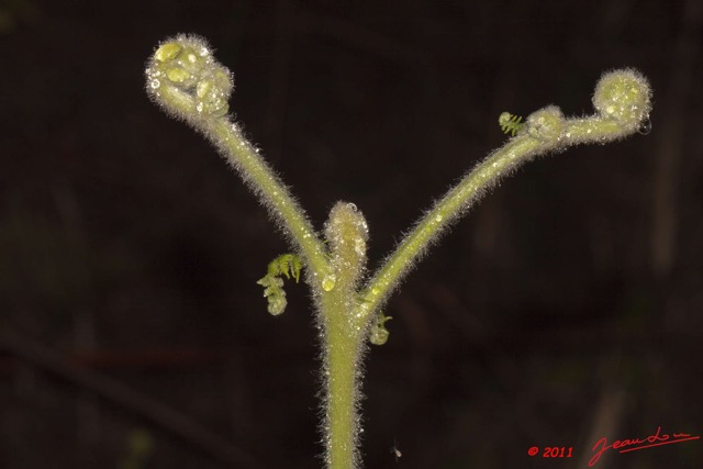 049 BELINGA Plante Fougere et Goutte Eau 11E50IMG_32593wtmk.jpg