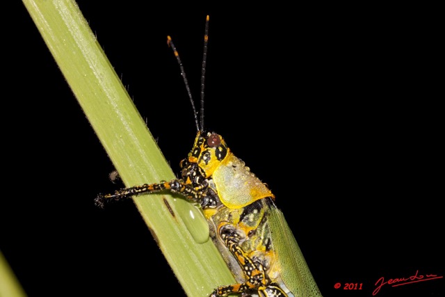 050 BELINGA Insecte Orthoptere Criquet et Rosee 11E50IMG_32595wtmk.jpg