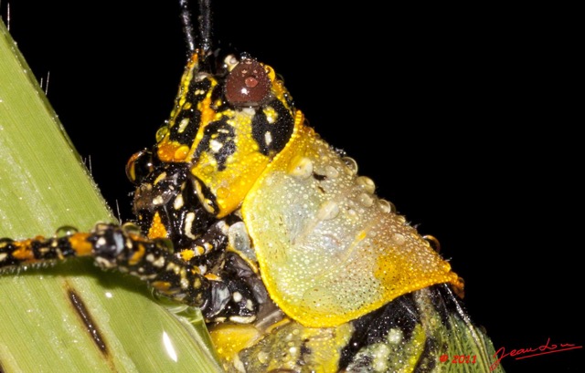 051 BELINGA Insecte Orthoptere Criquet et Rosee 11E50IMG_32595awtmk.jpg