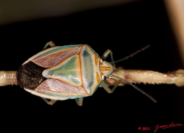 052 BELINGA Insecte Heteroptere Punaise 11E50IMG_32597wtmk.jpg