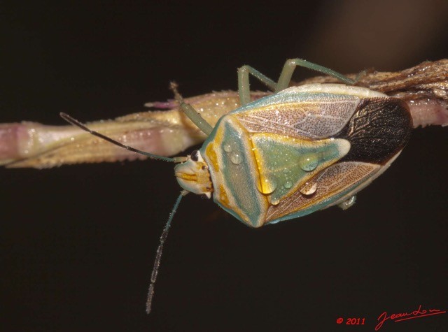 053 BELINGA Insecte Heteroptere Punaise 11E50IMG_32601wtmk.jpg