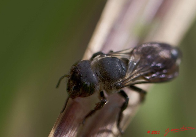 055 BELINGA Insecte Hymenoptere Abeille Melipone 11E5K2IMG_70847wtmk.jpg