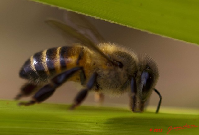 056 BELINGA Insecte Hymenoptere Abeille 11E5K2IMG_70853wtmk.jpg