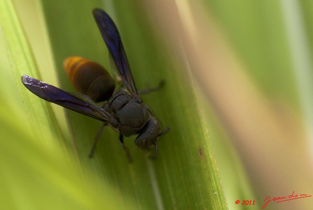 057 BELINGA Insecte Hymenoptere 11E5K2IMG_70867wtmk.jpg