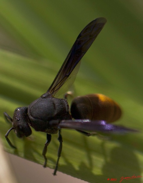 058 BELINGA Insecte Hymenoptere 11E5K2IMG_70873wtmk.jpg