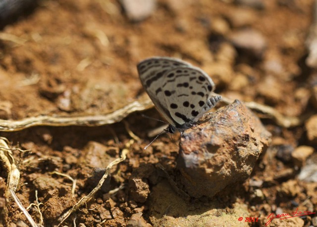 059 BELINGA Insecte Lepidoptere Lycaenidae Azanus mirza 11E5K2IMG_70880wtmk.jpg