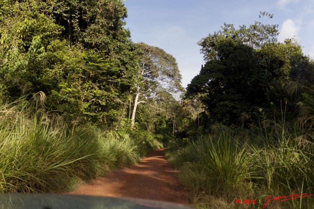 063 BELINGA Piste et Foret dans les Monts 11E5K2IMG_70899wtmk.jpg