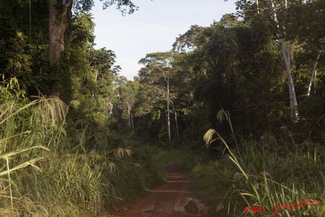 064 BELINGA Piste et Foret dans les Monts 11E5K2IMG_70902wtmk.jpg