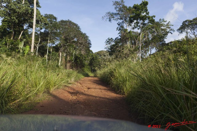 065 BELINGA Piste et Foret dans les Monts 11E5K2IMG_70903wtmk.jpg