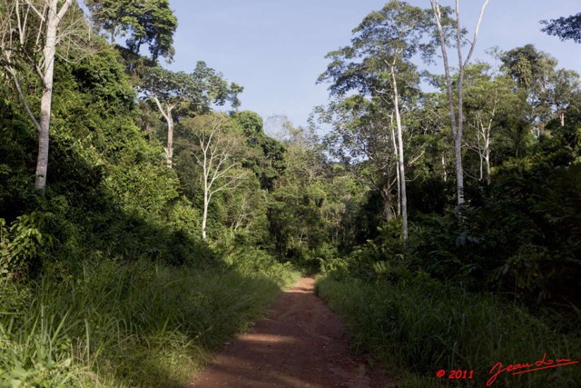 067 BELINGA Piste et Foret dans les Monts 11E5K2IMG_70914wtmk.jpg