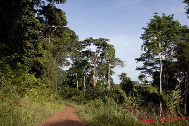 070 BELINGA Piste et Foret dans les Monts 11E5K2IMG_70921wtmk.jpg