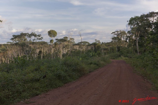 078 BELINGA Arbres Parasollier Musanga sp 11E5K2IMG_70951wtmk.jpg