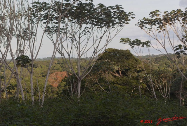 079 BELINGA Arbre avec Floraison Rouge 11E5K2IMG_70952wtmk.jpg