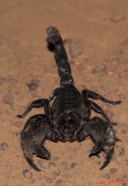 091 BELINGA Arthropode Scorpion Pandinus imperator 11E50IMG_32613wtmk.jpg