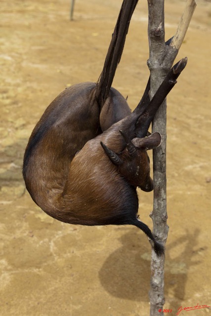 095 BELINGA Cephalophe Cephalophus dorsalis Tue 11E5K2IMG_71023wtmk.jpg